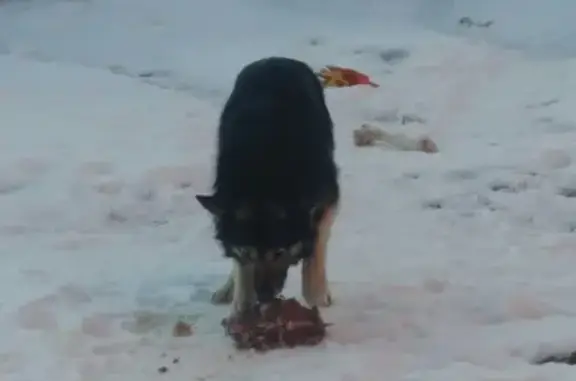 Пропала собака БАКС в Магнитогорске на левом берегу