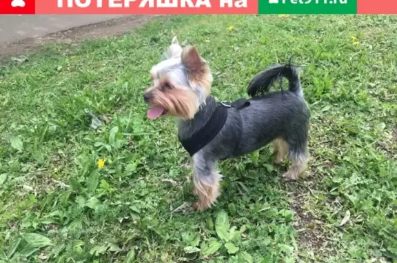 Пропал пёс Сёма возле зонального института, Киров.