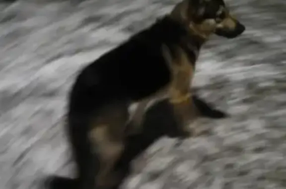 Найдена собака в Сероглазке, Камчатский край