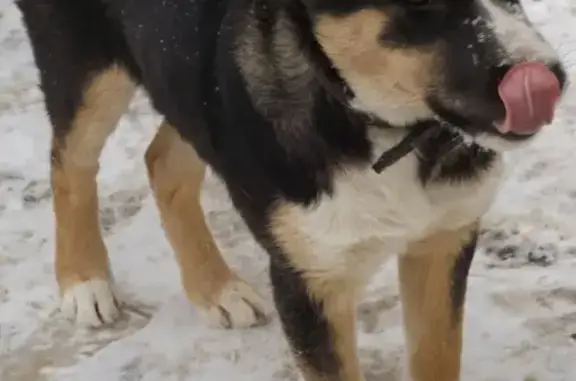Найден щенок в Ногинске на улице Комсомольской