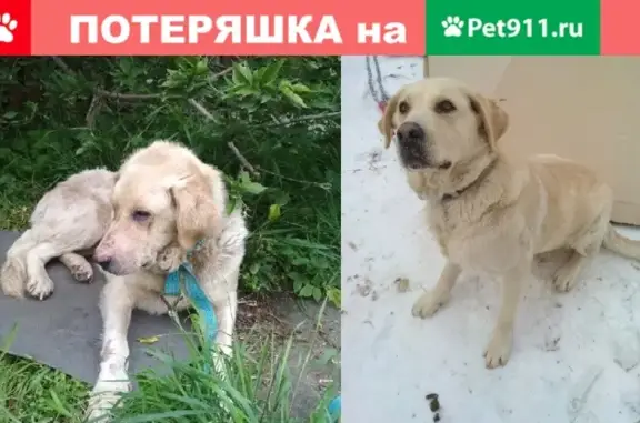 Найдена собака в Горно-Алтайске, ищем хозяев!
