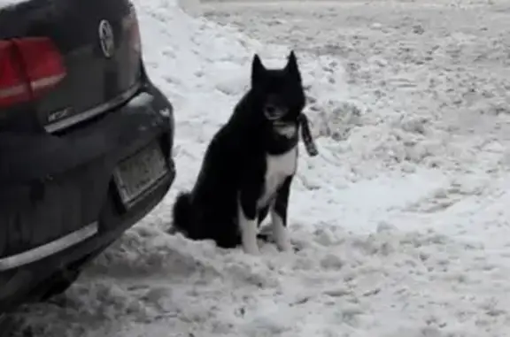 Найдена собака на лыжной трассе ВИФК, ищем хозяина