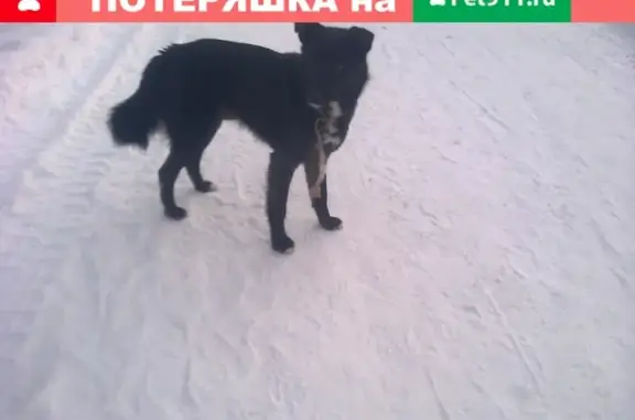 Найдена собака в Сергиевом Посаде, МО