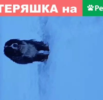Собака найдена в Ленинградской обл.