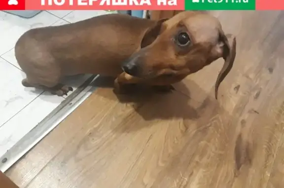 Найдена собака Такса на Большой Серпуховской, 56