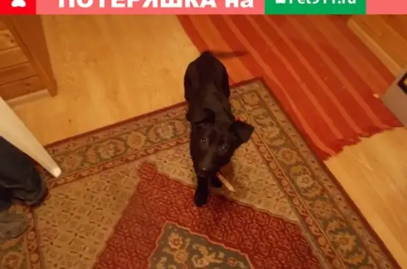 Найдена собака на дороге от Мценска до Зарощи