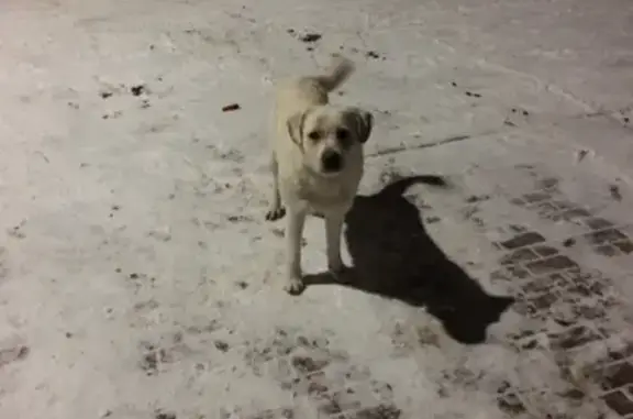 Найдена собака в поселке Кореньки, Московская область.