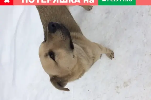 Найдена рыжая собака в Уфе, Башкортостан