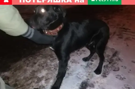 Собака найдена в Москве, САО, Коптево (11.01.19)