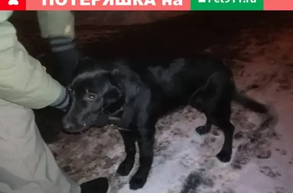 Найдена собака в Москве, САО, 11.01.19