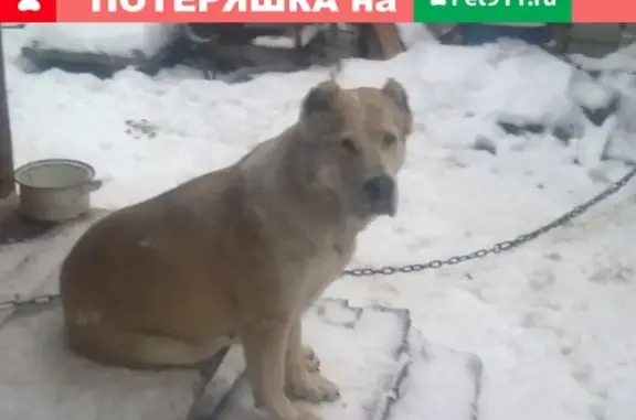 Пропала собака Гайда в Иваново, Ивановская обл.