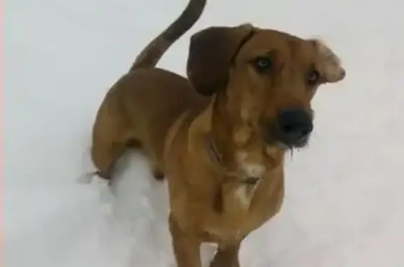 Пропала собака Арчи в Истре, Московская область