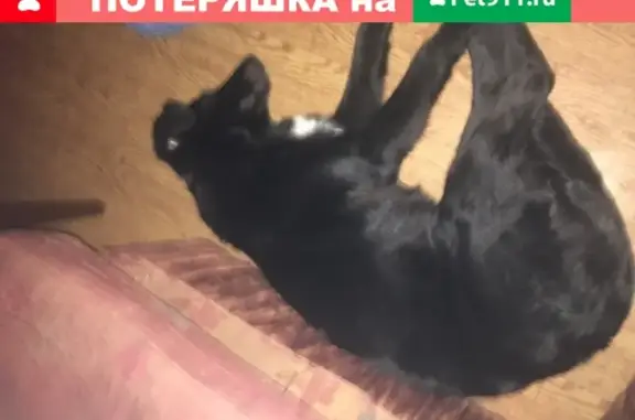 Собака Метис лабрадора найдена возле магазина в Москве