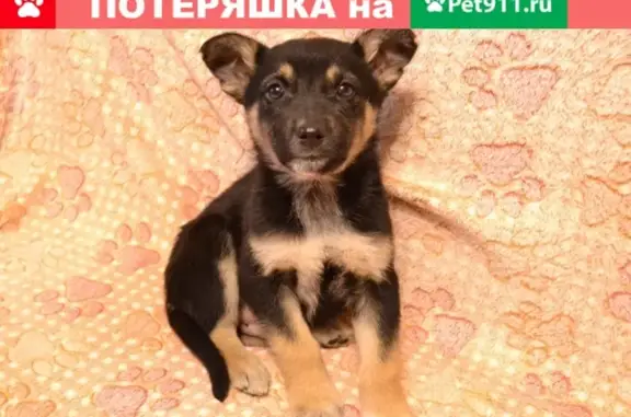 Пропала собака в Казани, адрес и контакты в посте.
