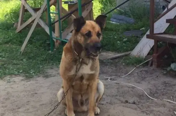 Пропала собака в посёлке Победа, помогите найти!