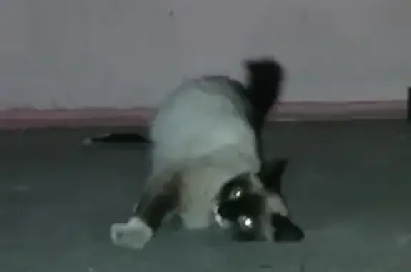 Найдена кошка Кот в Красноярске