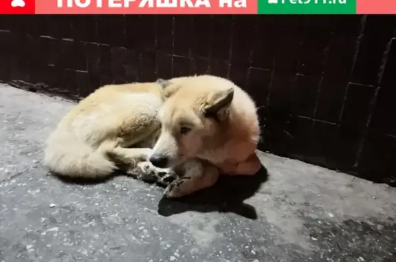Найдена собака на Московском проспекте.