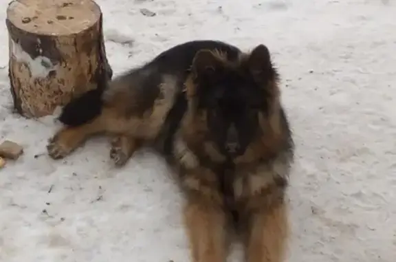 Пропала собака в Соколе, немецкая овчарка, возможно со сворой
