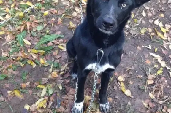 Пропала собака по адресу в Перми: Средняя Курья, помогите найти!