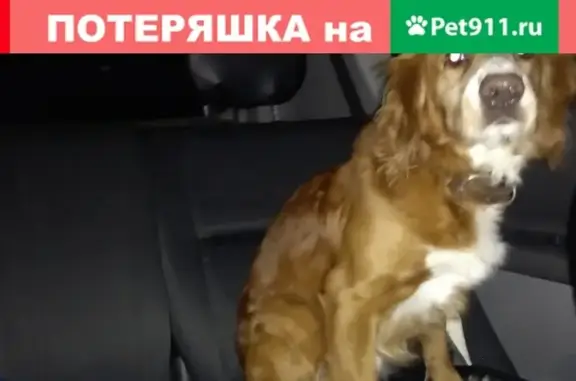 Потерян пёс в поселке МК-15, Ноябрьск, ЯНАО?