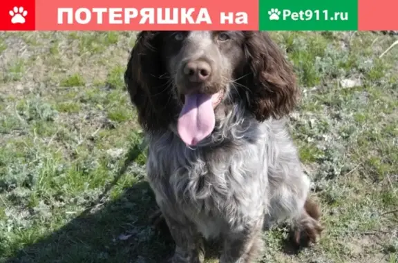 Пропала собака Филя в Краснослободске