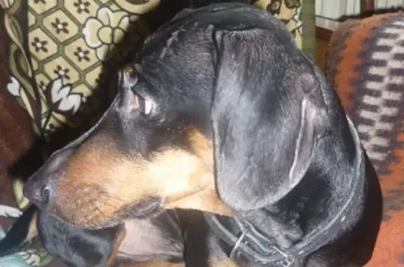 Пропала собака в Иваново, вознаграждение!