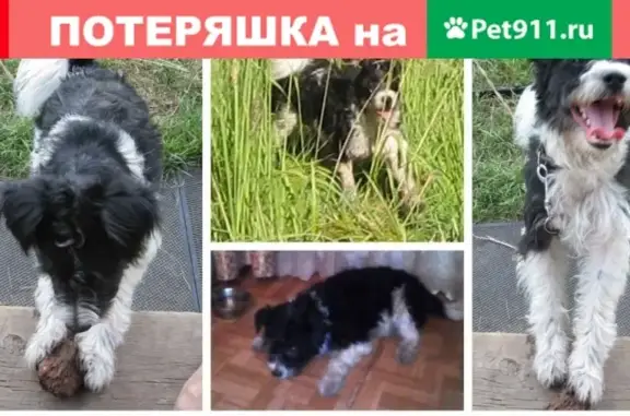 Пропала собака в районе Соснево, возможно где-то еще.