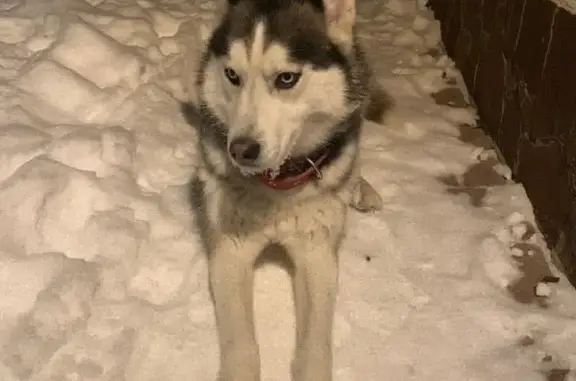 Найдена собака Хаски в районе Птичное, Москва