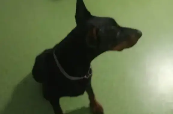 Найден добрый пёс на Владимирской 154, ищет хозяина (Анапа)