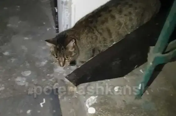 Найдена кошка на Красном проспекте в Заельцовском районе