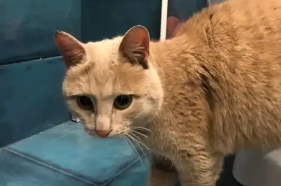 Найден рыжий кот без хвоста на 2-ой Рабочей 15, Томск