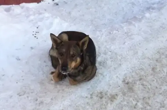 Найдена собака на Войкова, Томск