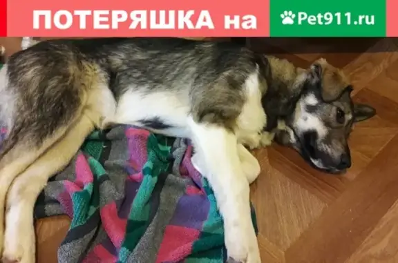 Найдена собака в Одинцово, ищем хозяина!