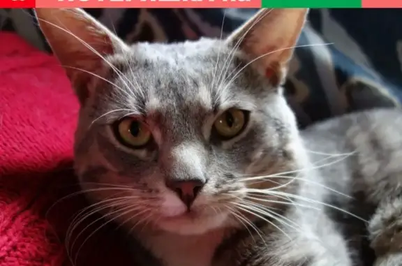 Кошки потеряшки, Великий Новгород, фото: Потеряшка кот Стёпа на Б. Московской, 53/2!