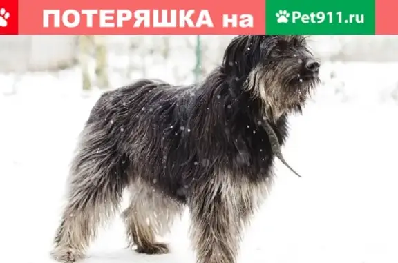 Пропала собака в Ногинске, МО: метис сука, 8,5 лет, убежала 2.01.19 за соседским кобелем.