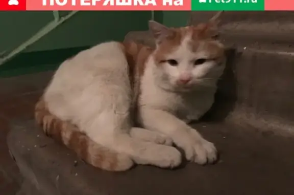 Найден рыжий кот на 9 квартале в Железногорске