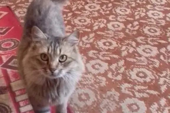 Кошки потеряшки, Оричи, фото: Потеряшка кошка Муся в пгт. Оричах, вознаграждение за находку