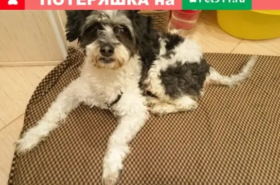 Найдена собака в Обнинске: Анастасия Бекужина https://vk.com/id281087563