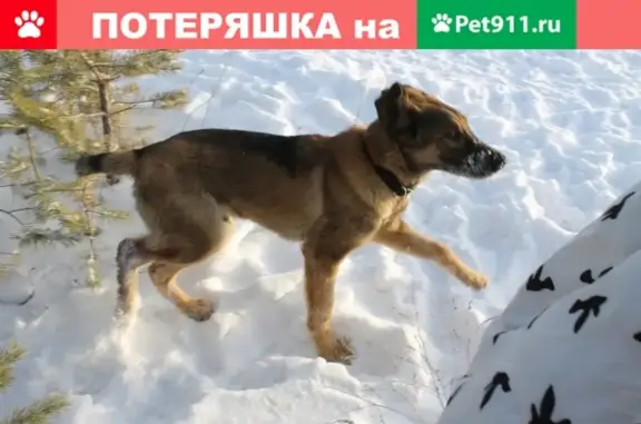 Пропала собака в Каменск-Уральском, район ЗАГСа и юности
