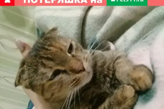 Пропала кошка в Борисоглебске