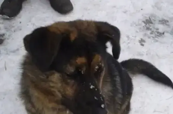 Пропала собака в Сургуте, ищут Делю!
