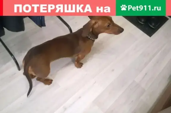 Найден щенок таксы в Кузнецком районе