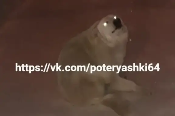 Найдена крупная светлая собака на аллее 2 садовая, Саратов