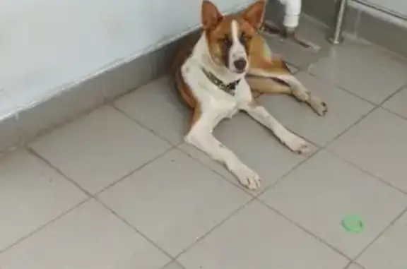 Найдена домашняя собака в Волгодонске, ищем хозяев!