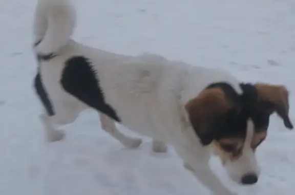 Найден пес в районе ЖК Ласкино с ошейником