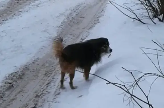 Пропала собака в Кстово, Спортивный 1-Магистральная 14