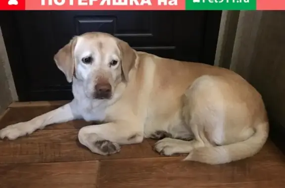 Найдена собака на улице Карагинская, Вилючинск