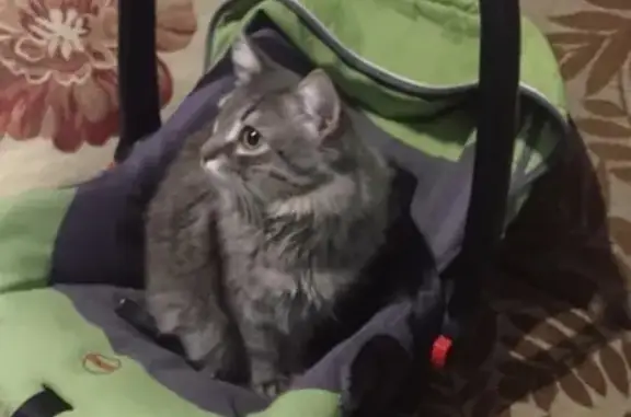 Кошки потеряшки, Набережные Челны, фото: Потеряшка кот Принц на ГЭСе, вознаграждение!