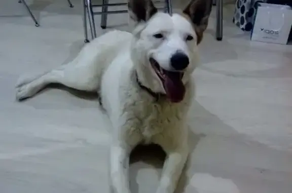 Найдена домашняя собака в Невском районе, ищем хозяев!