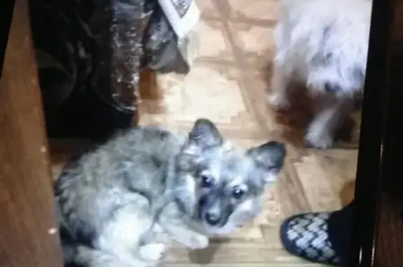 Найдена собака в Волжском, контактный телефон